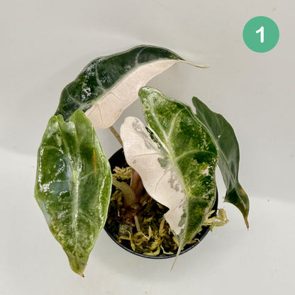 Alocasia Polly Snowflake Pink/Albo Variegata