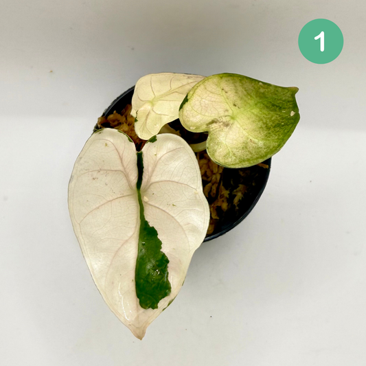 Alocasia Heart Balloon Pink/Albo Variegata