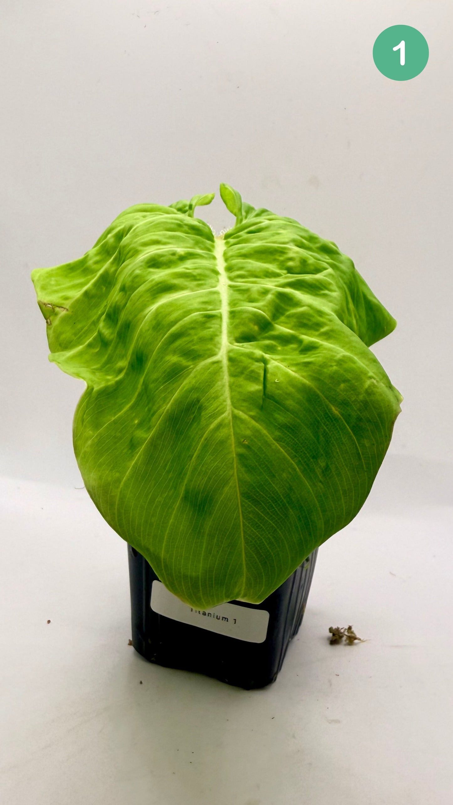 Philodendron Titanium (Serpens x Verrucosum)