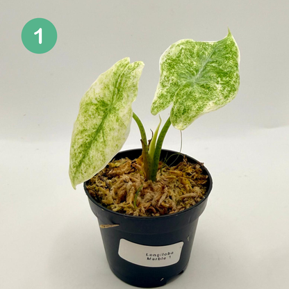 Alocasia Longiloba Marble Variegata