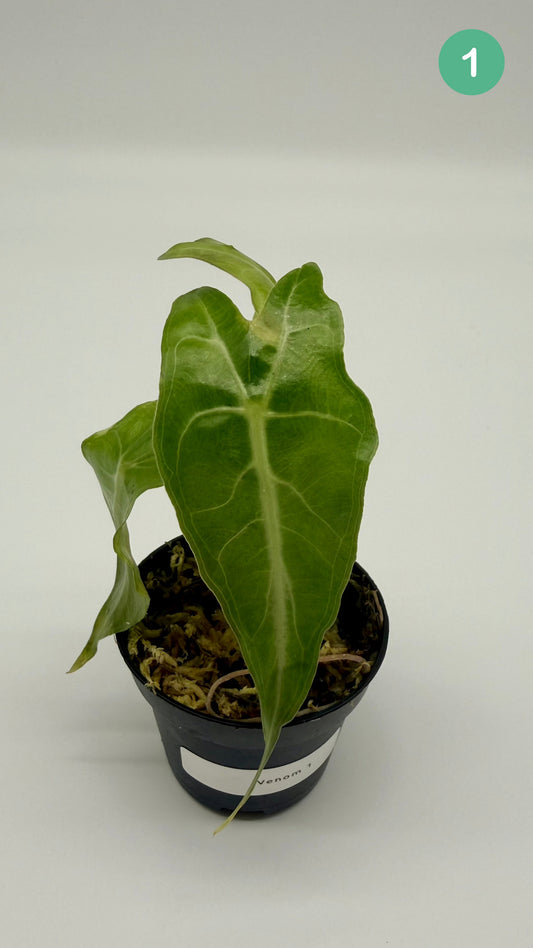Alocasia Venom