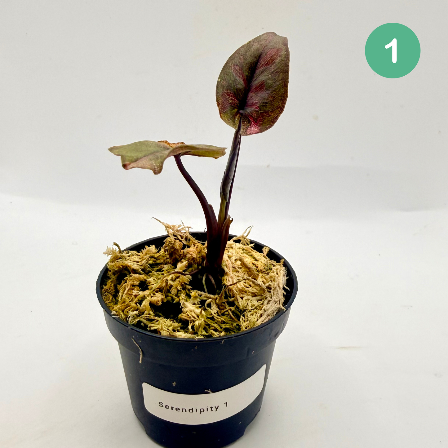 Alocasia Serendipity Variegata