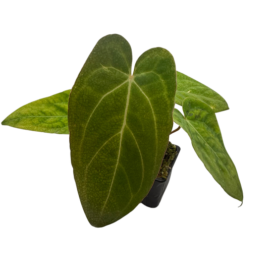 Anthurium Papillilaminum X