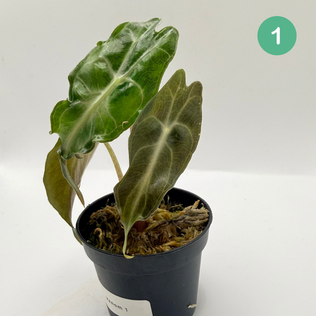 Alocasia Venom