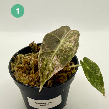 Alocasia Sanderiana Bull Pink/Albo Variegata