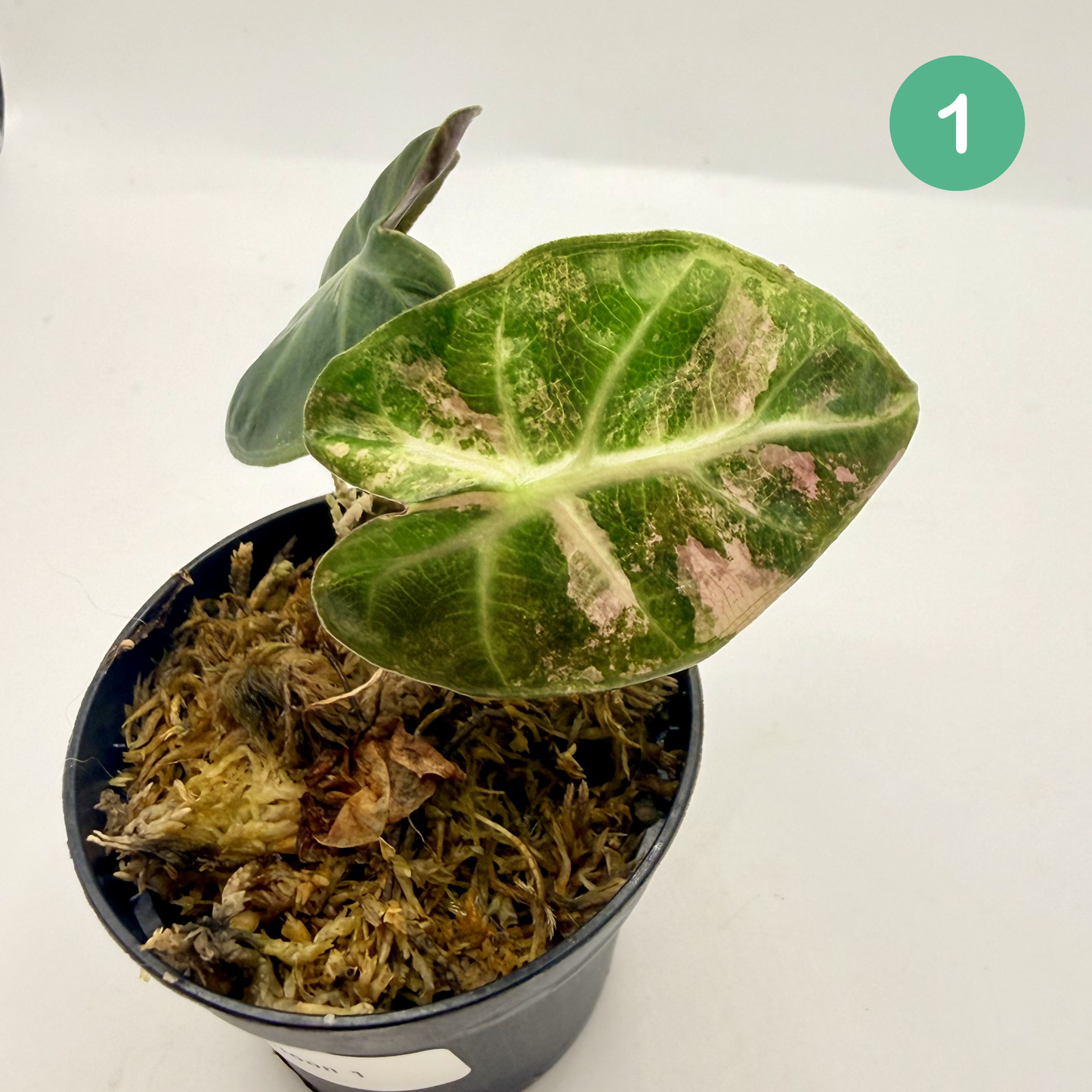 Alocasia Heart Balloon Pink/Albo Variegata