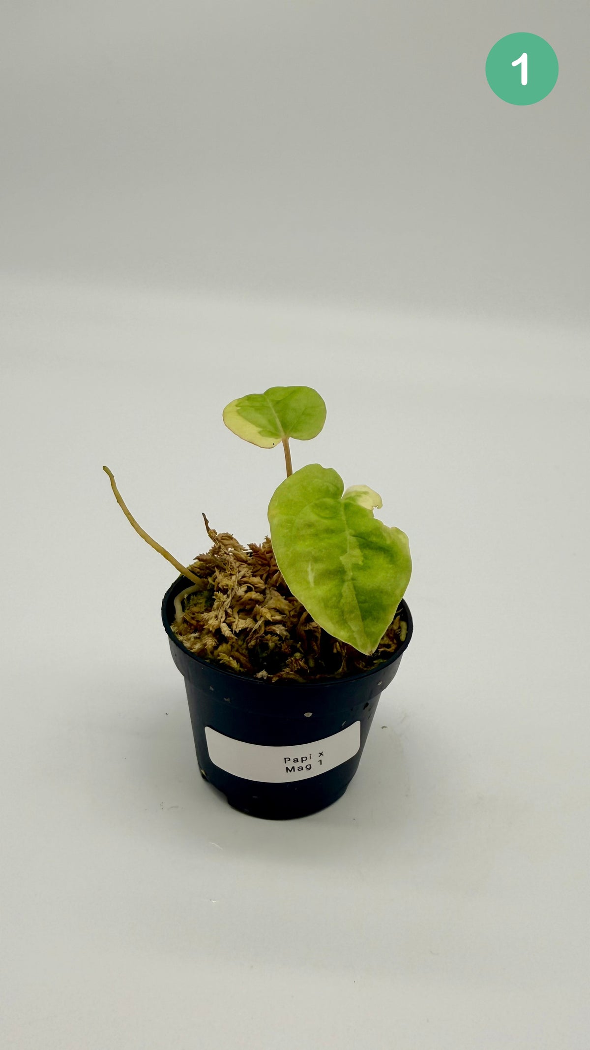 Anthurium Papillilaminum  x  Magnificum Variegata