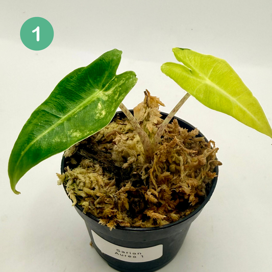 Alocasia Sarian Aurea Variegata