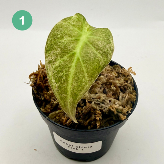 Alocasia Regal Shield Pink Variegata