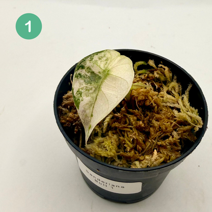 Alocasia Sanderiana Bull Pink/Albo Variegata