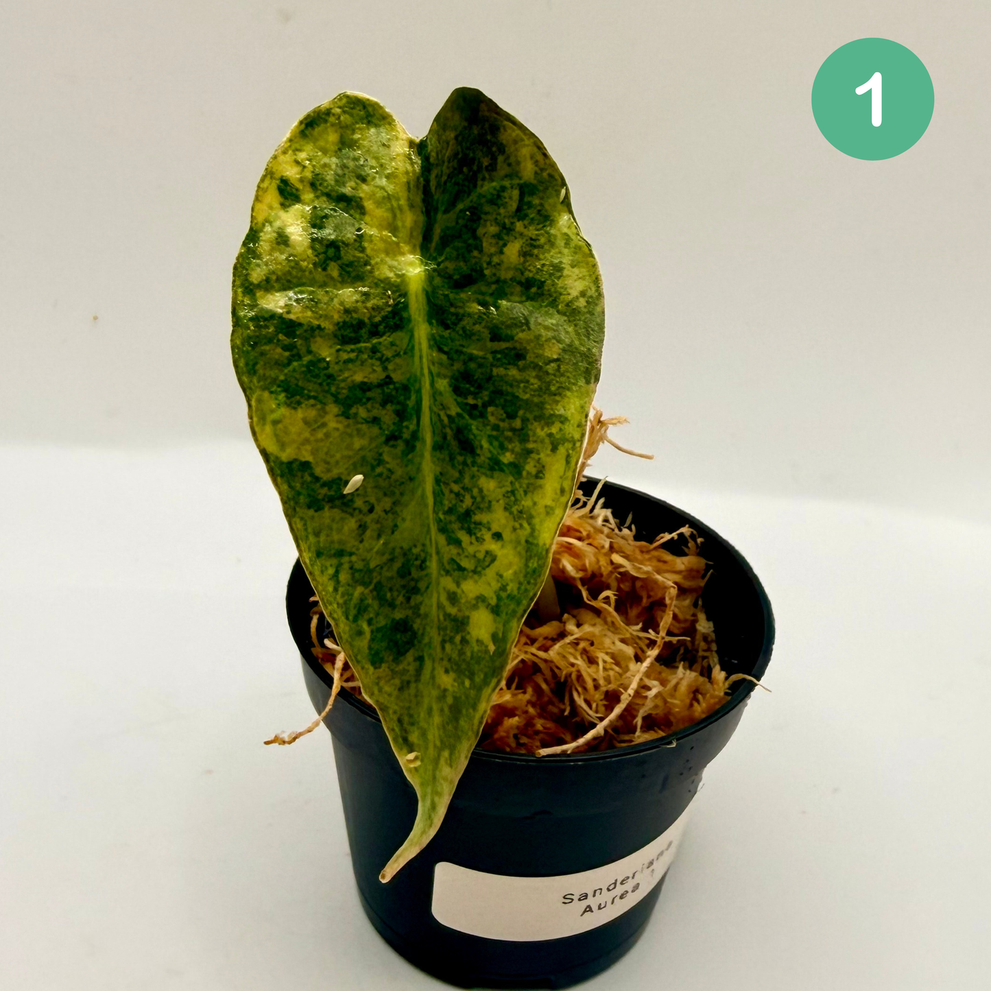 Alocasia Sanderiana Bull Aurea Variegata