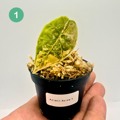 Alocasia Azlanii Aurea Variegata