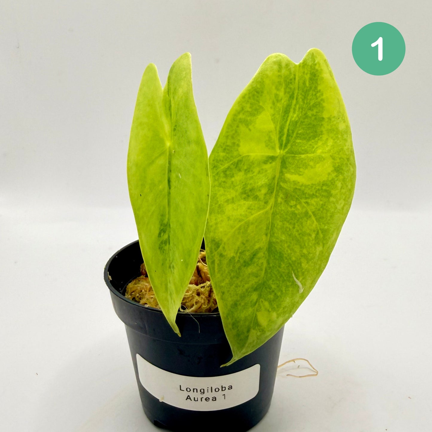 Alocasia Longiloba Aurea Variegata