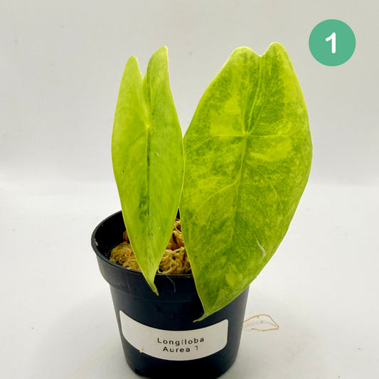 Alocasia Longiloba Aurea Variegata