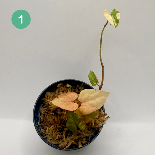 Fallopia Multiflora Variegata