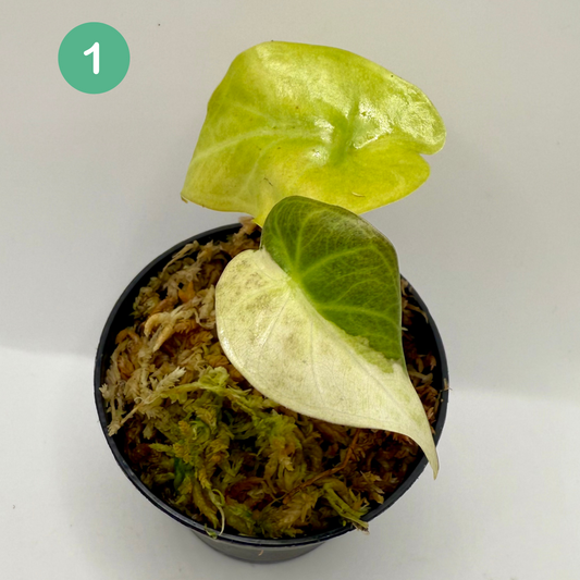 Alocasia Regal Shield Albo Variegata
