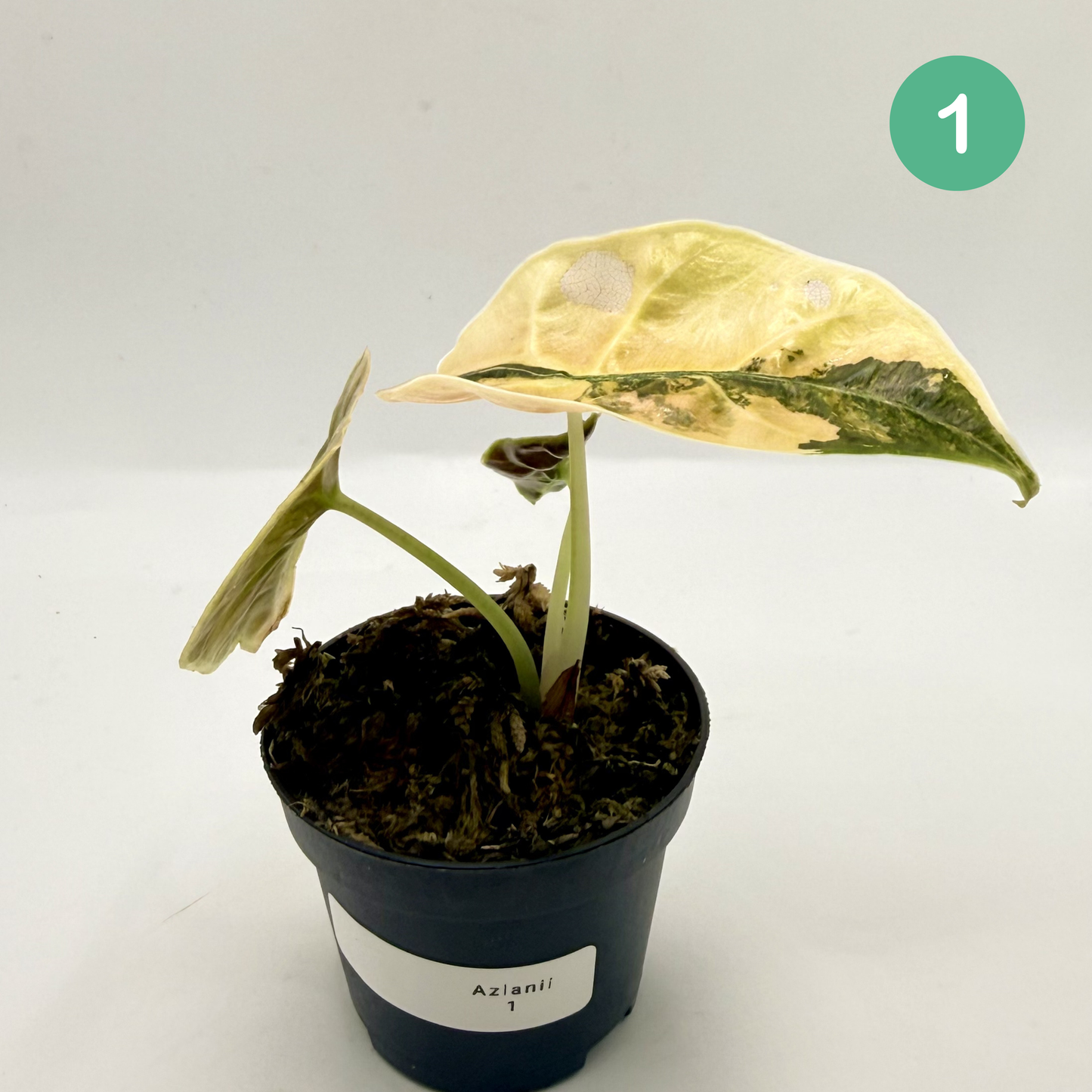 Alocasia Azlanii Aurea Variegata