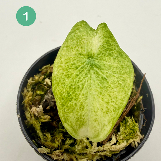 Alocasia Scalprum Mint Variegata