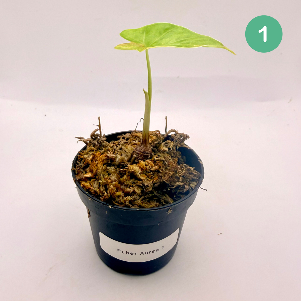 Alocasia Puber Aurea Variegata