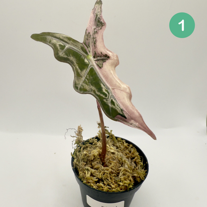 Alocasia Sanderiana Nobilis Pink Variegata