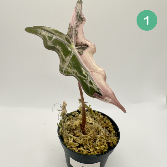 Alocasia Sanderiana Nobilis Pink Variegata