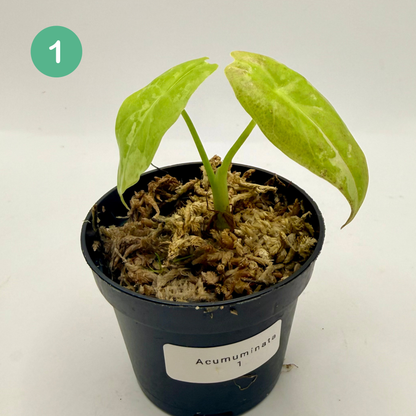 Alocasia Acuminata Albo Variegata