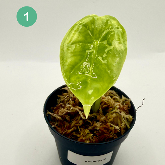 Alocasia Acuminata Albo Variegata