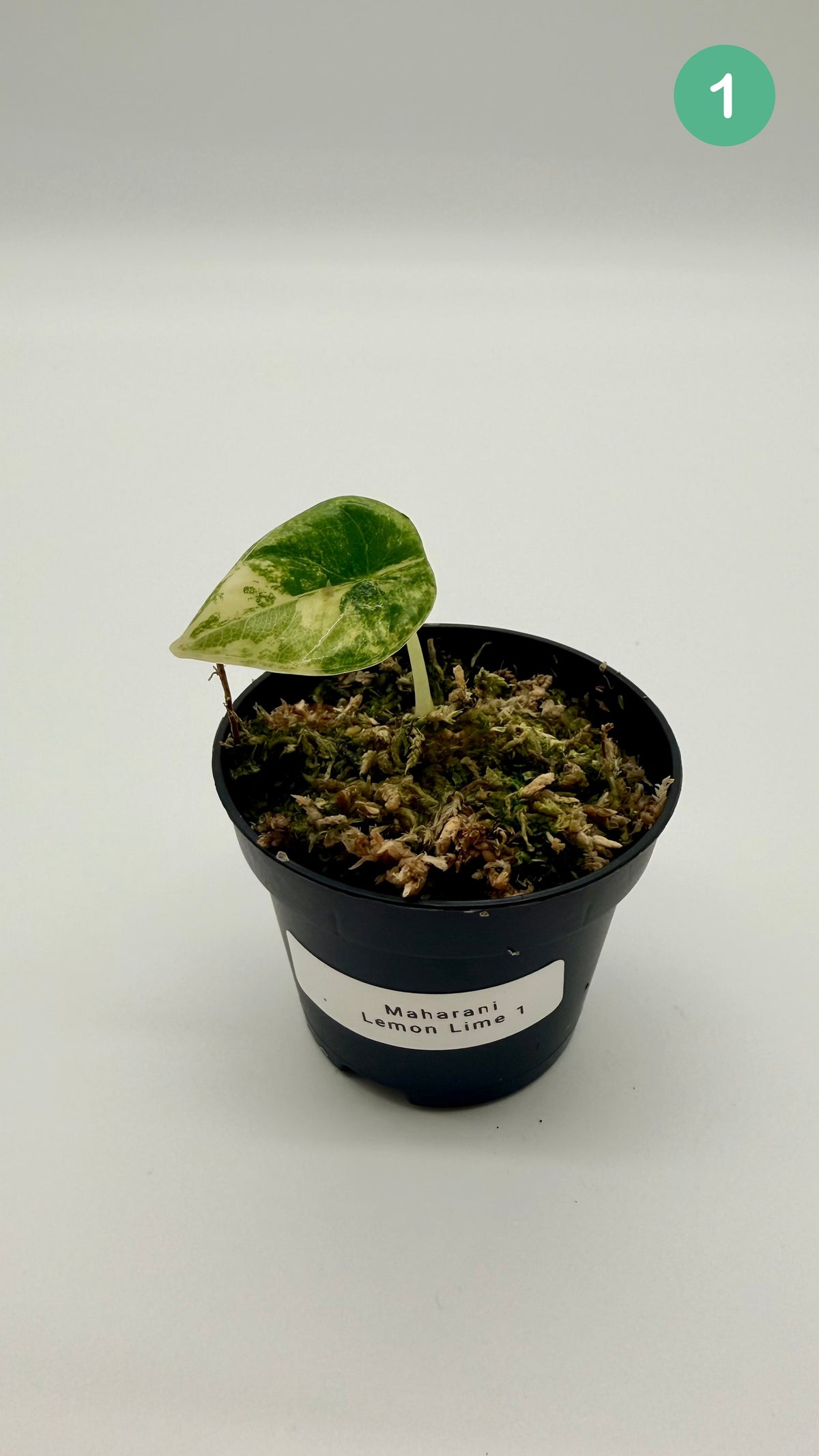 Alocasia Maharani Lemon Lime Variegata