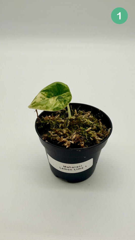 Alocasia Maharani Lemon Lime Variegata
