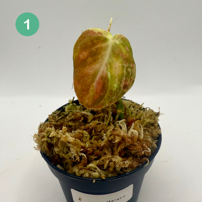 Philodendron Melanochrysum Orange/Pink Variegata