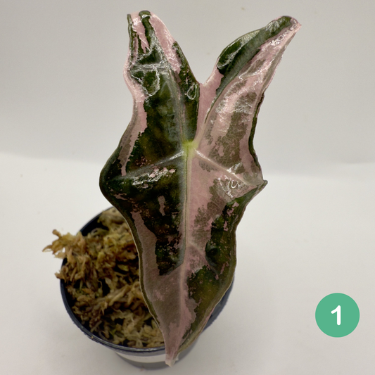 Alocasia Sanderiana Nobilis Pink Variegata