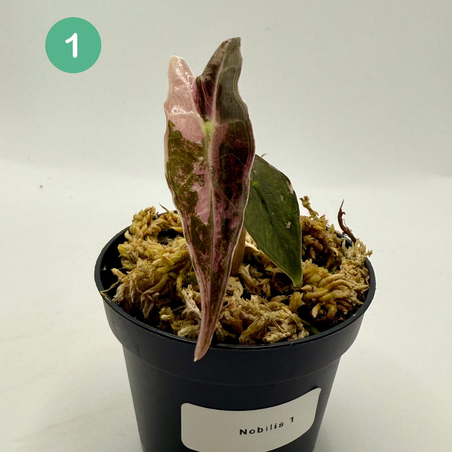 Alocasia Sanderiana Nobilis Pink Variegata