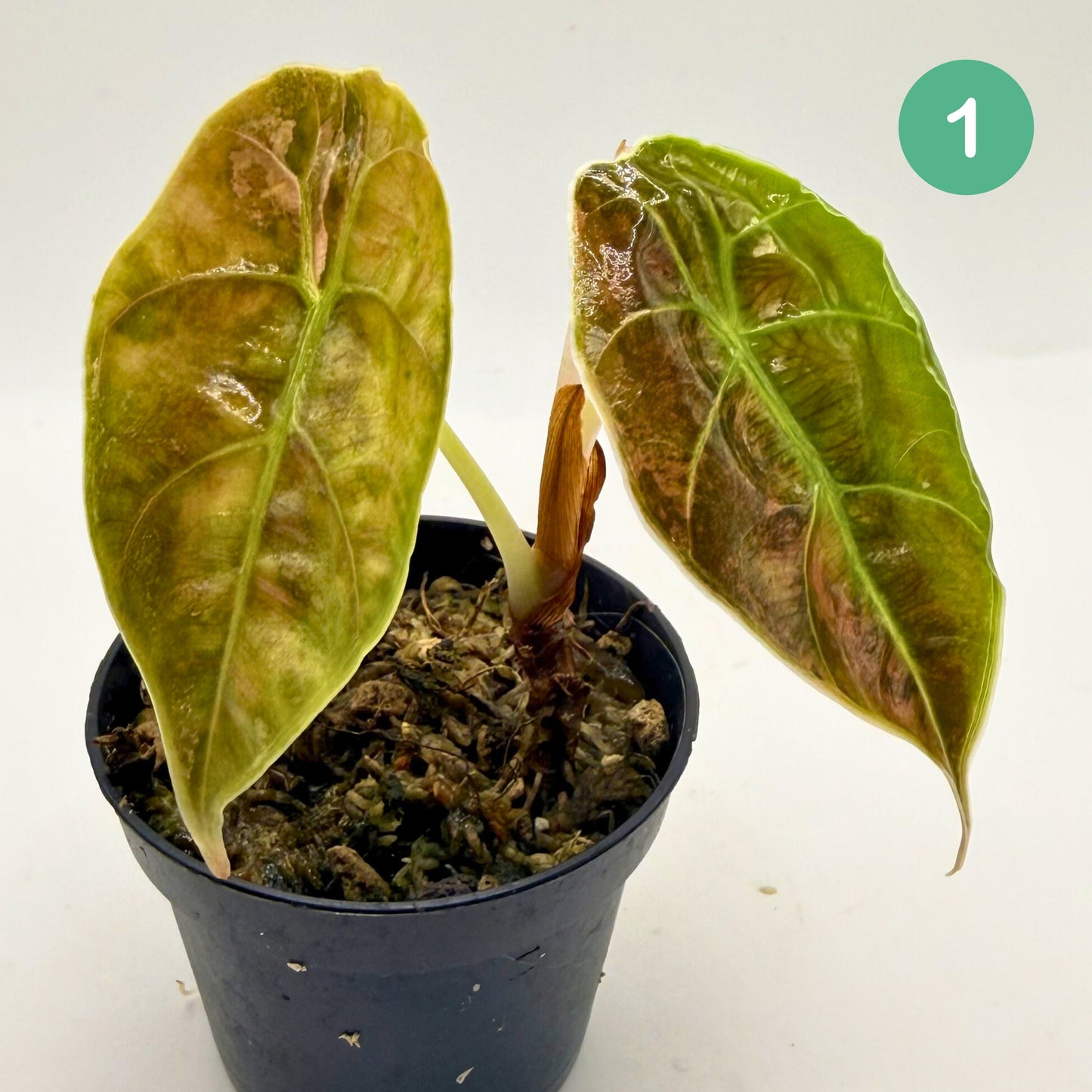 Alocasia Azlanii Aurea Variegata