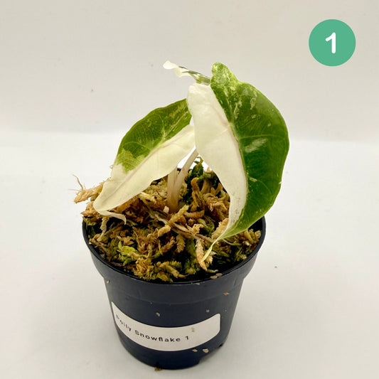 Alocasia Polly Snowflake Pink/Albo Variegata