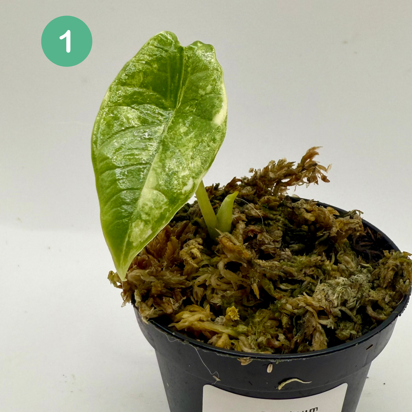 Alocasia Platinum Albo Variegata