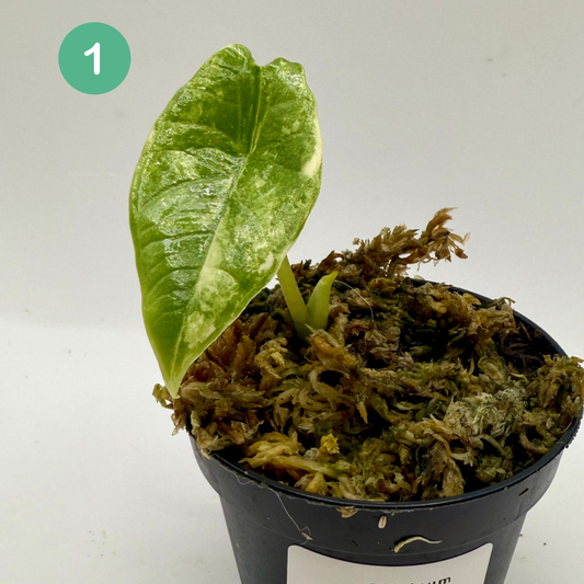 Alocasia Platinum Albo Variegata