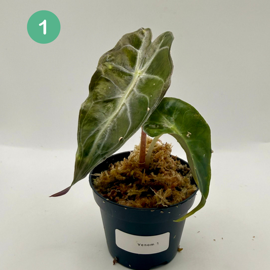 Alocasia Venom