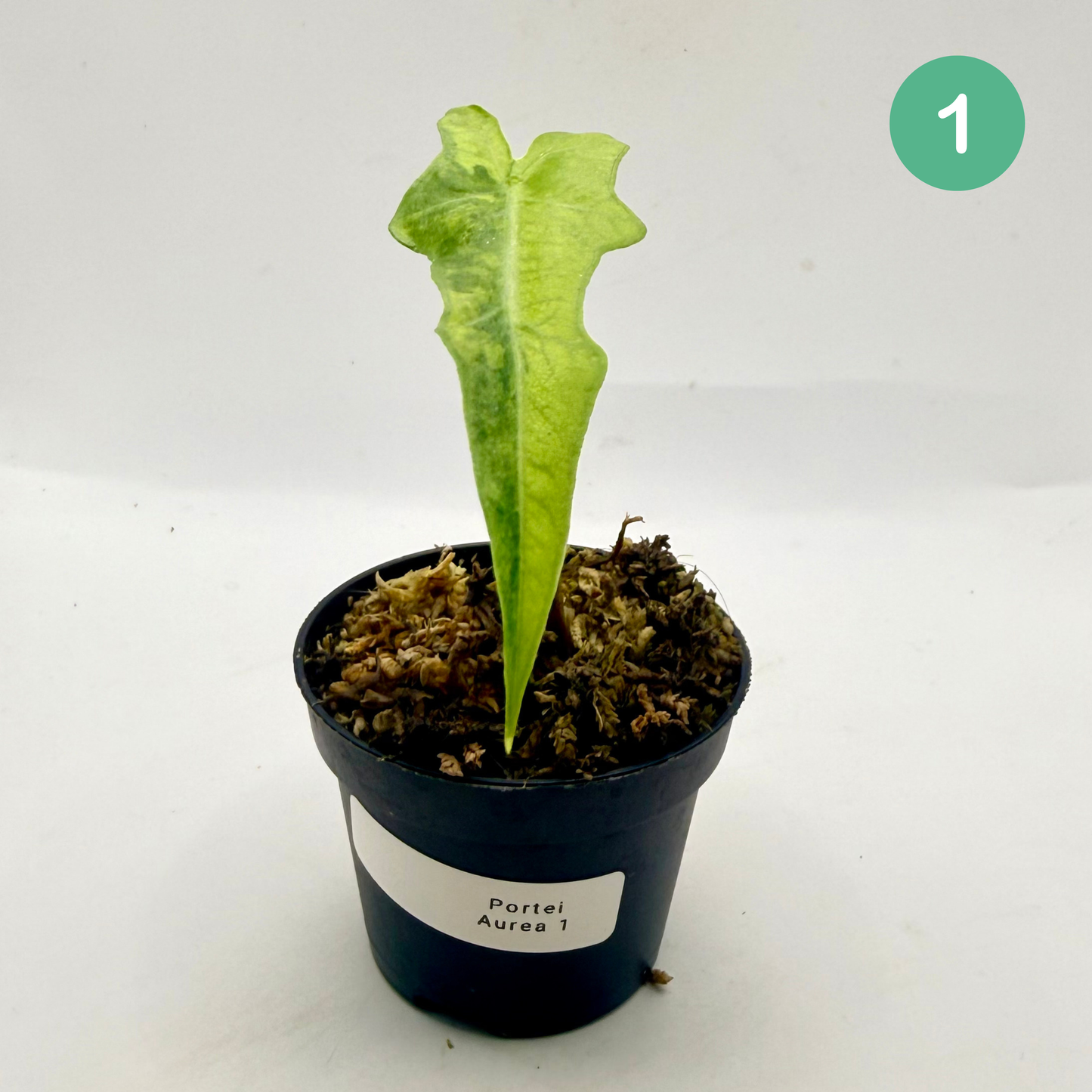 Alocasia Portei Aurea Variegata