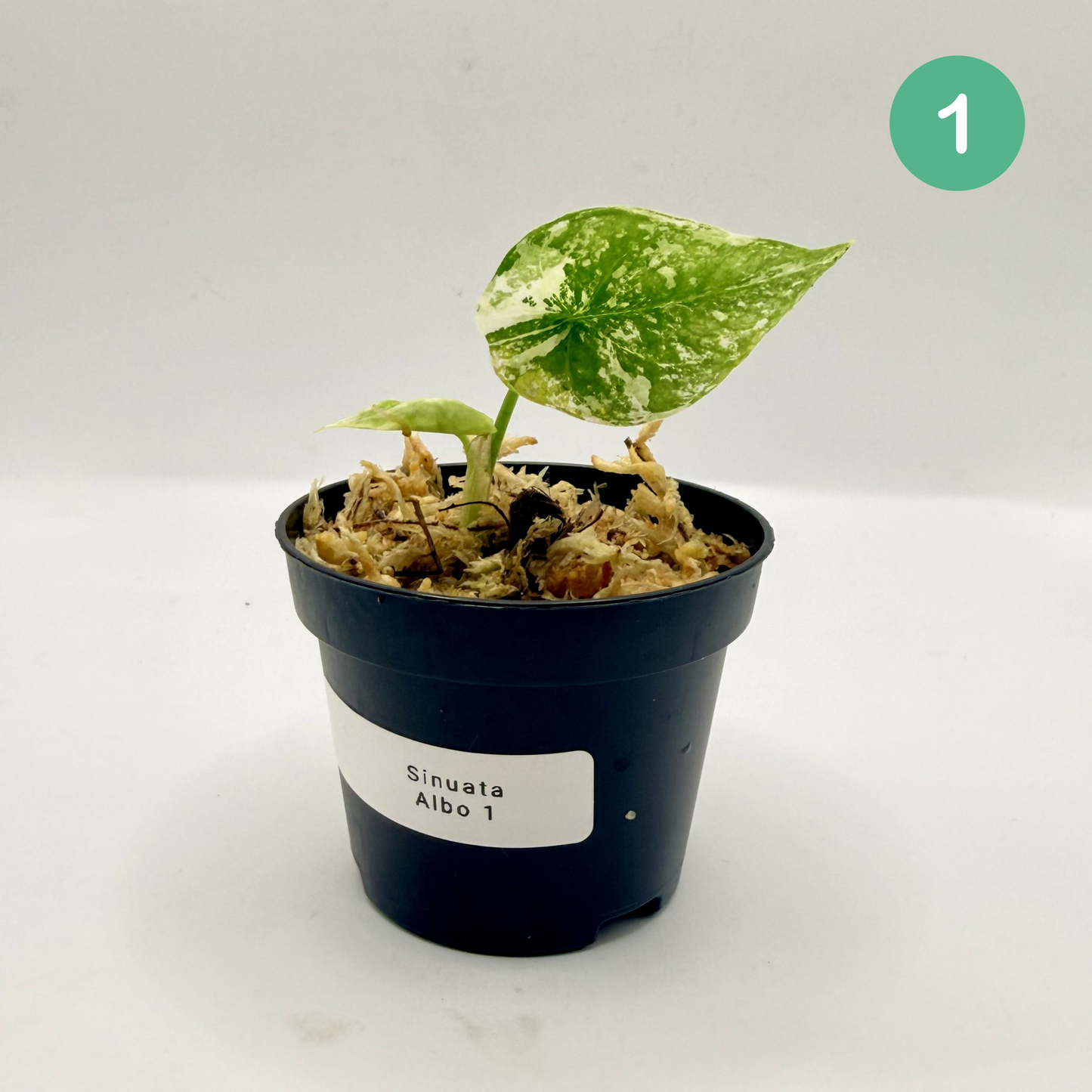 Alocasia Sinuata Albo Variegata