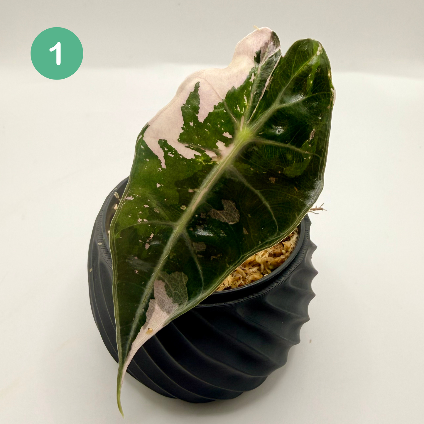 Alocasia Amazonica Pink/Albo Variegata