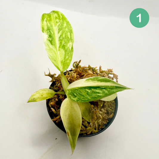 Philodendron Billietiae x José Buono Variegated