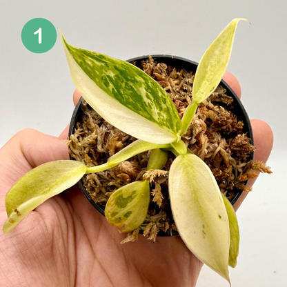 Philodendron Billietiae x José Buono Variegated