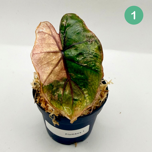 Alocasia Plumbea Nigra Albo/Pink Variegata