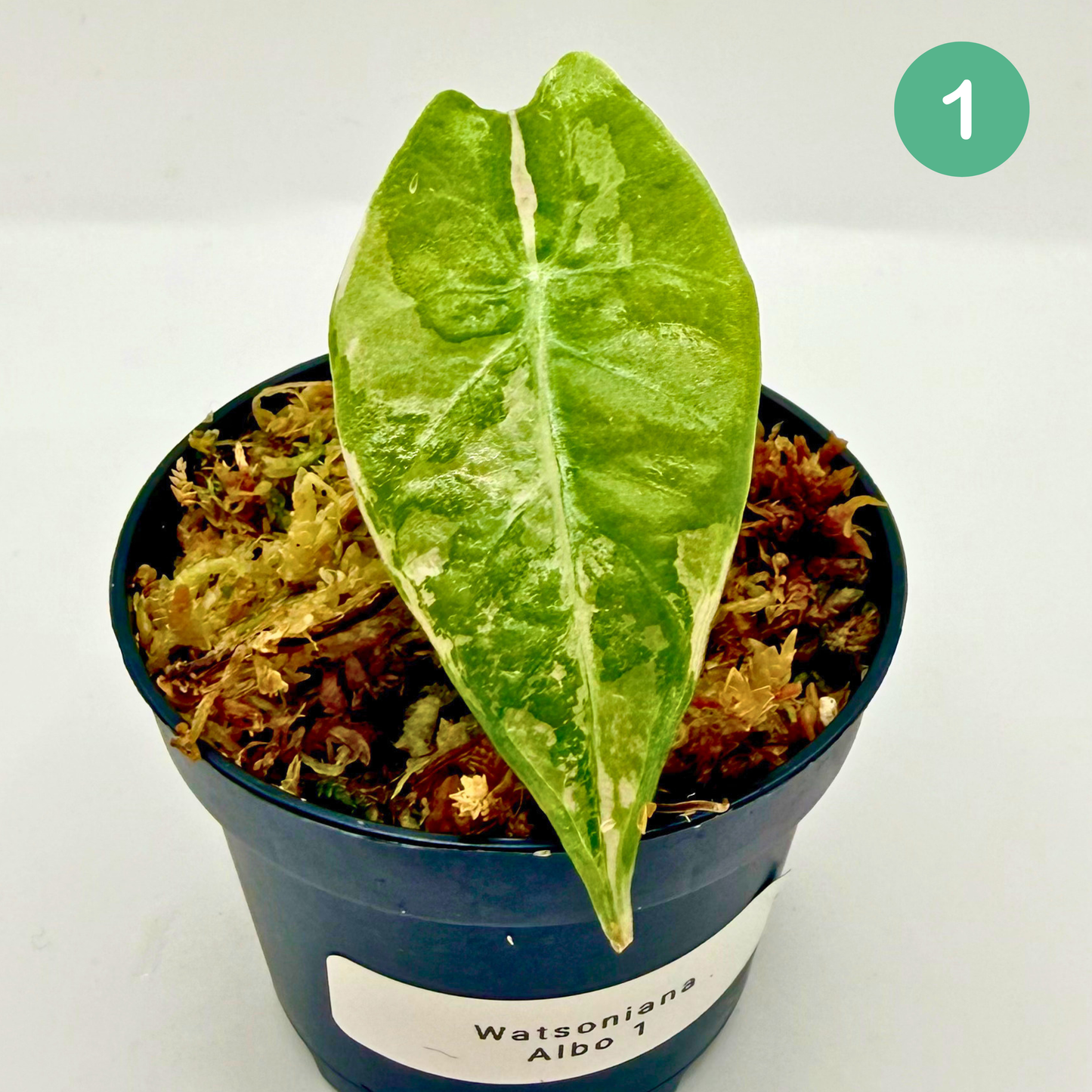 Alocasia Watsoniana - Albo/Pink Variegata