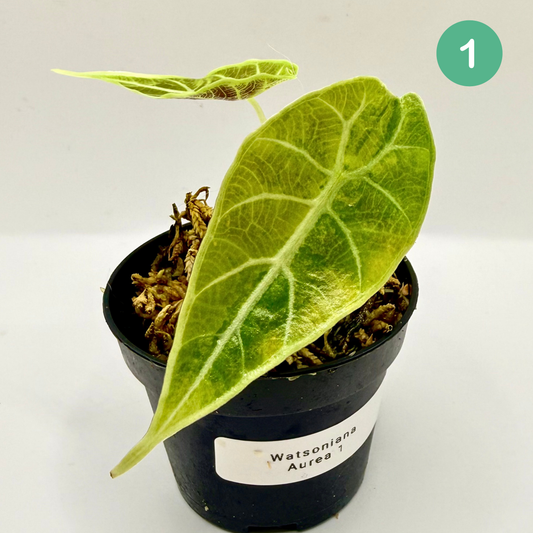 Alocasia Watsoniana Aurea Variegata