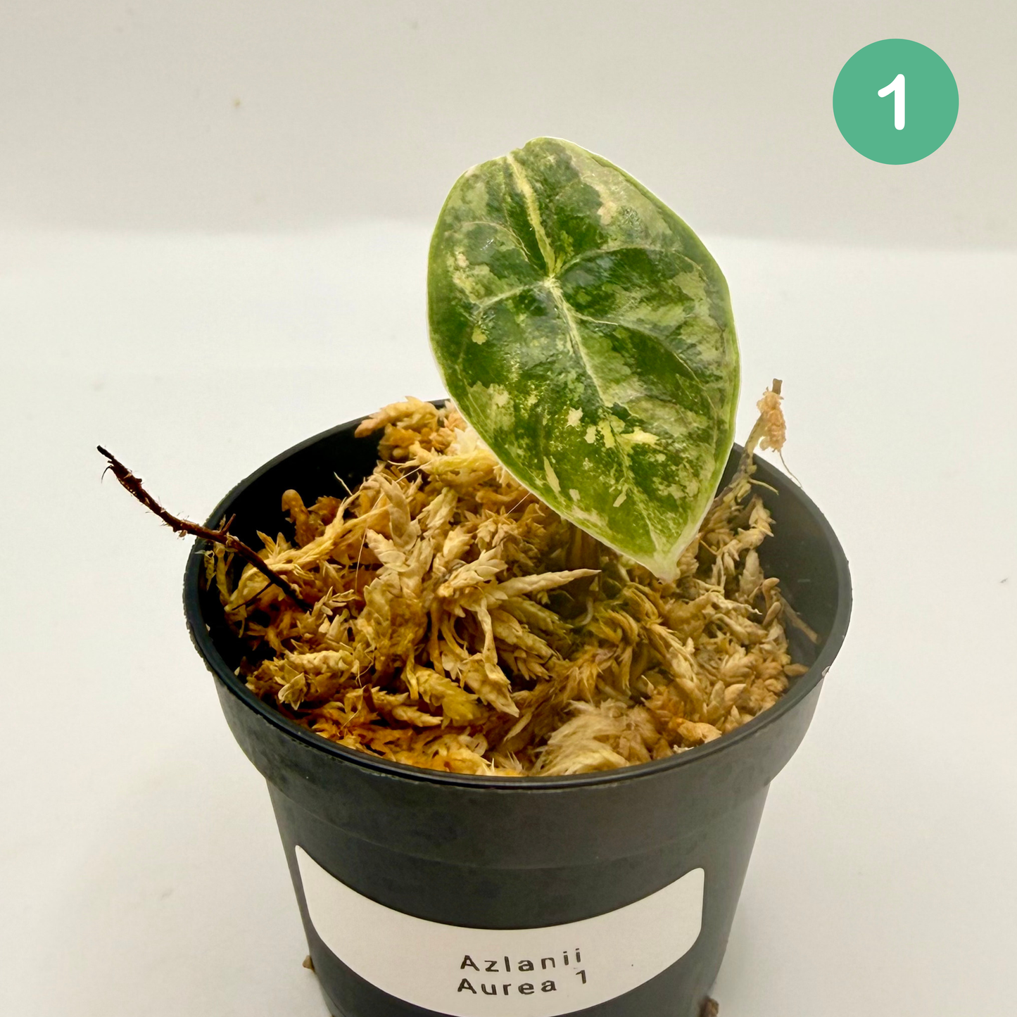 Alocasia Azlanii Aurea Variegata