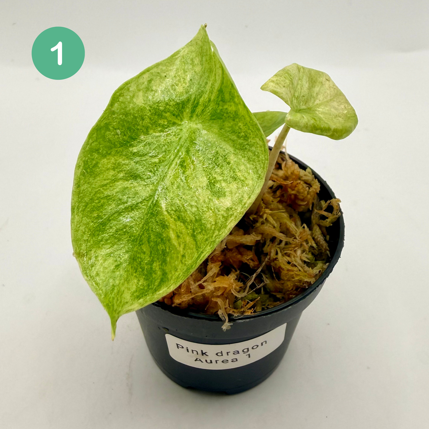 Alocasia Pink Dragon Aurea Variegata