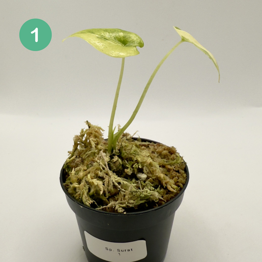 Alocasia SP. (From Surat) Aurea Variegata