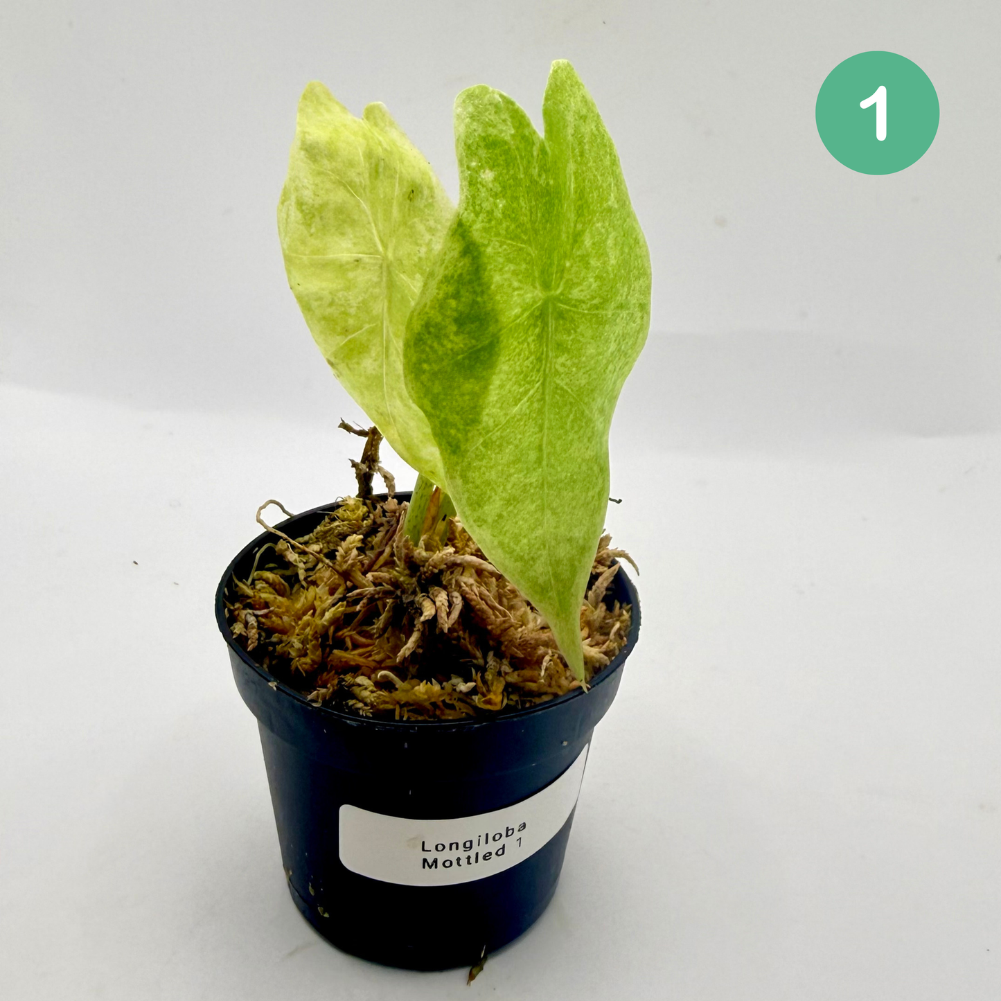 Alocasia Longiloba Mottled Variegata