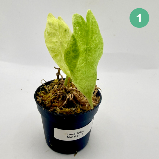 Alocasia Longiloba Mottled Variegata